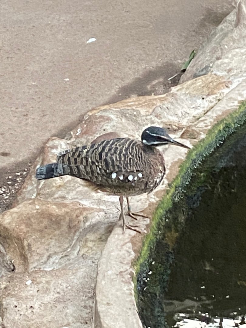 Tropical Realm - Sunbittern 241123