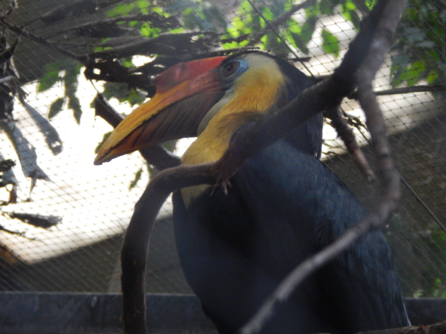 Tropical Realm - Sunda wrinkled hornbill 221022