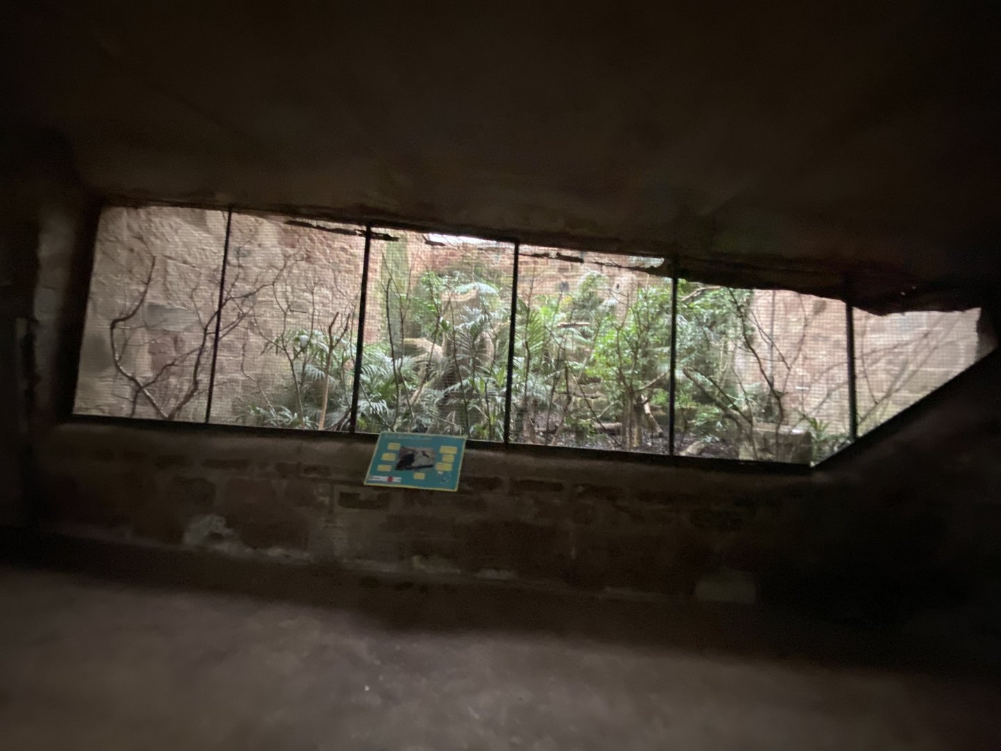 Tropical Realm - Sunda wrinkled hornbill lower exhibit 191021