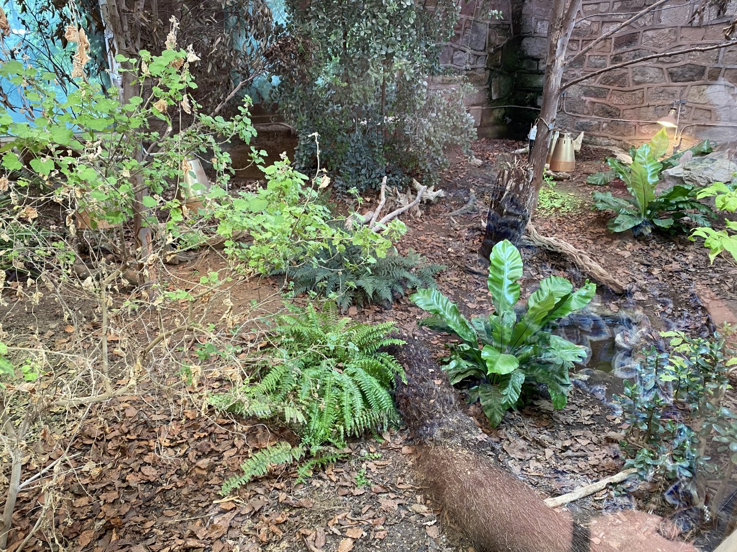 Tropical Realm - Tuatara exhibit 110920