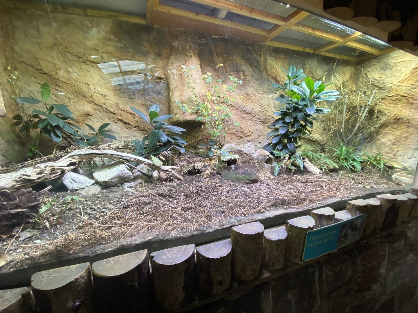 Tropical Realm - Tuatara exhibit 221022