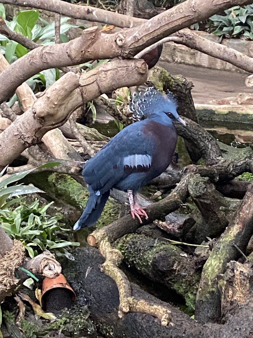 Tropical Realm - Victoria crowned-pigeon 191021