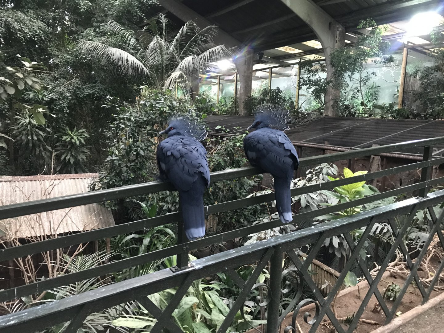 Tropical Realm - Victoria crowned-pigeons 261019