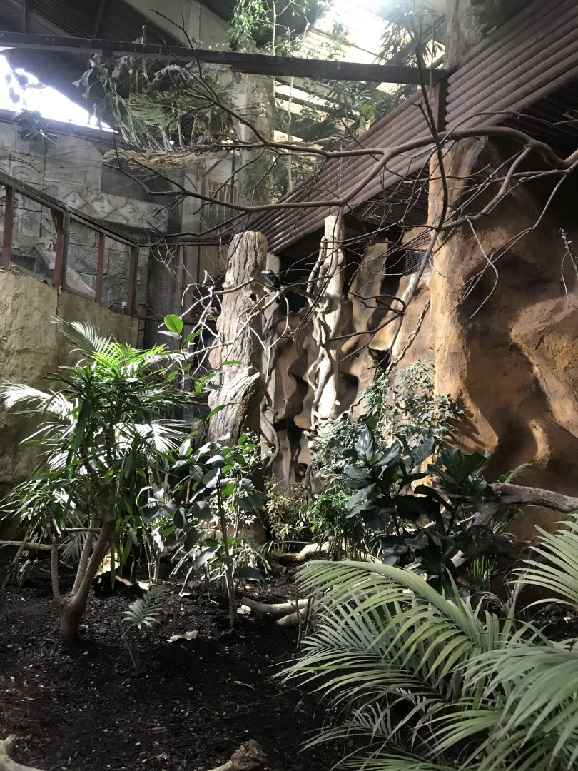 Tropical Realm - Visayan hornbill aviary 261019