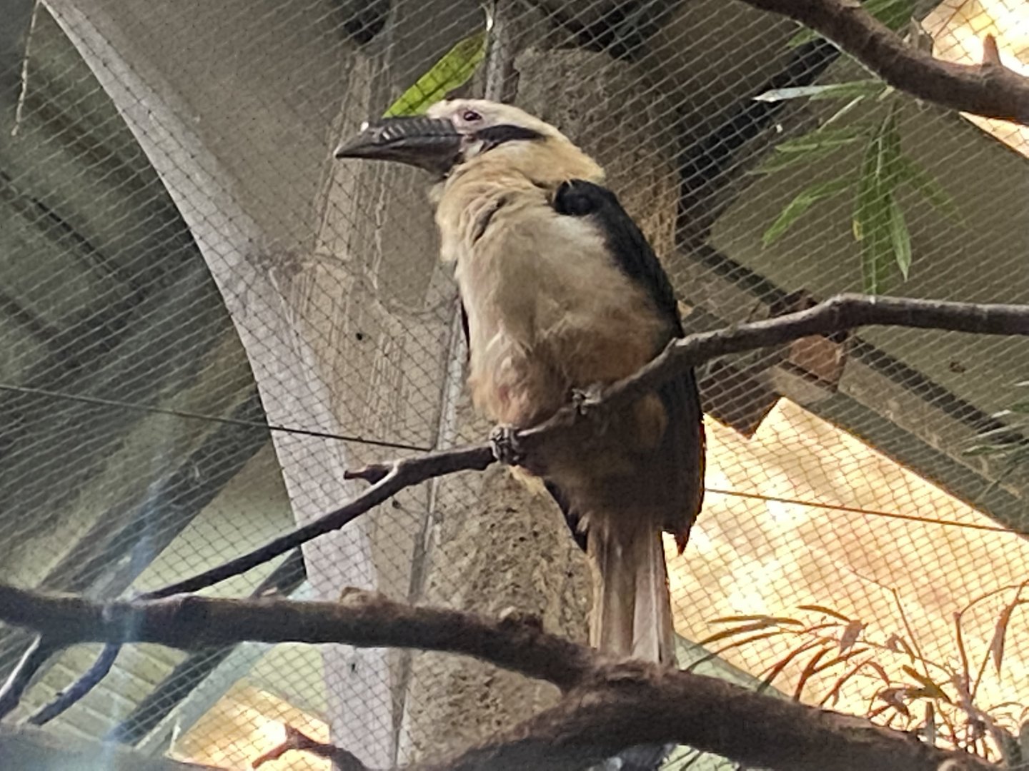 Tropical Realm - Visayan tarictic hornbill 191021