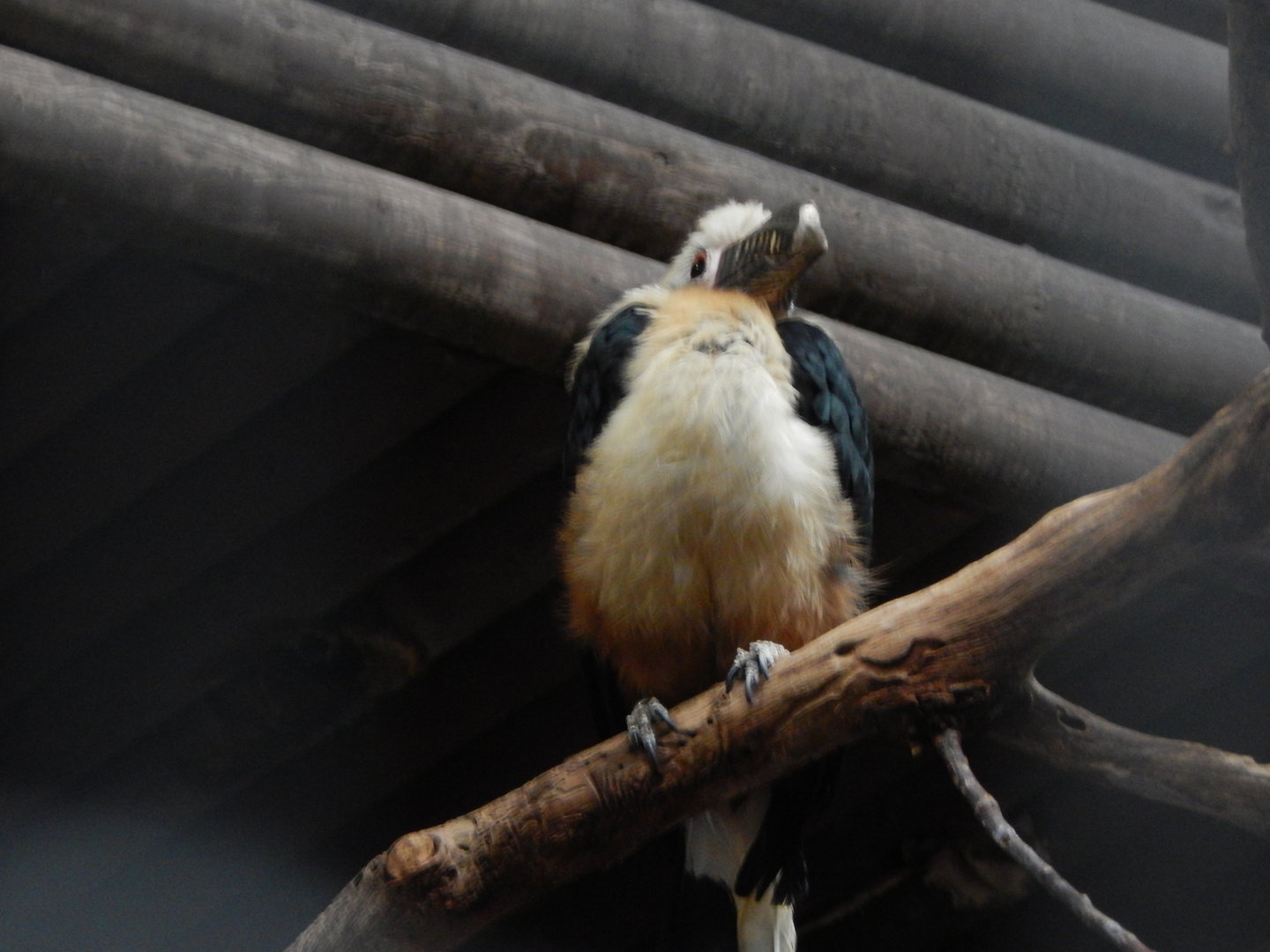 Tropical Realm - Visayan tarictic hornbill 221022