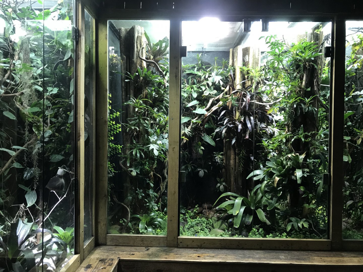 Tropical Realm - vivarium example 261019