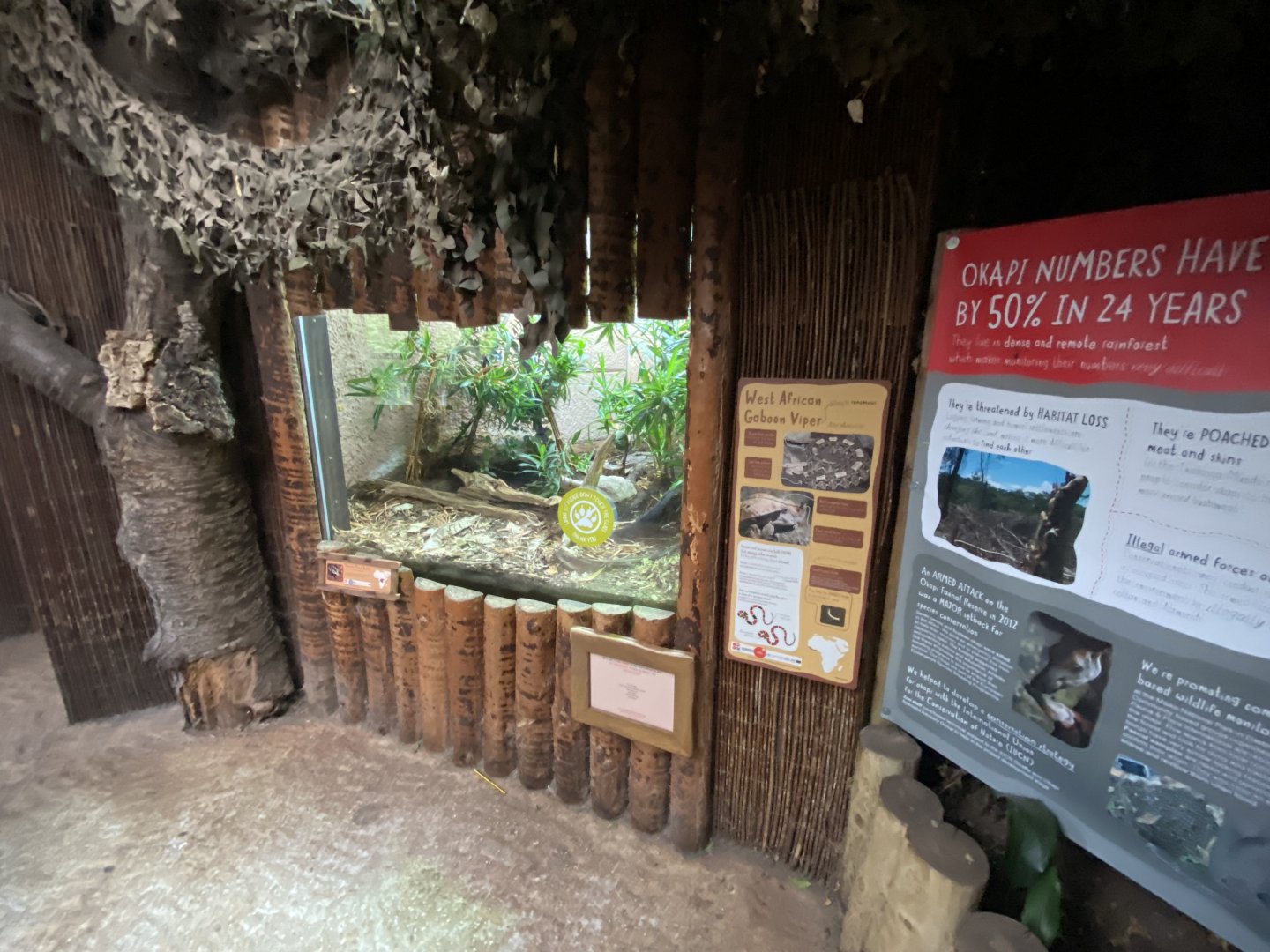 Tropical Realm - Western Gaboon Viper exhibit 191021