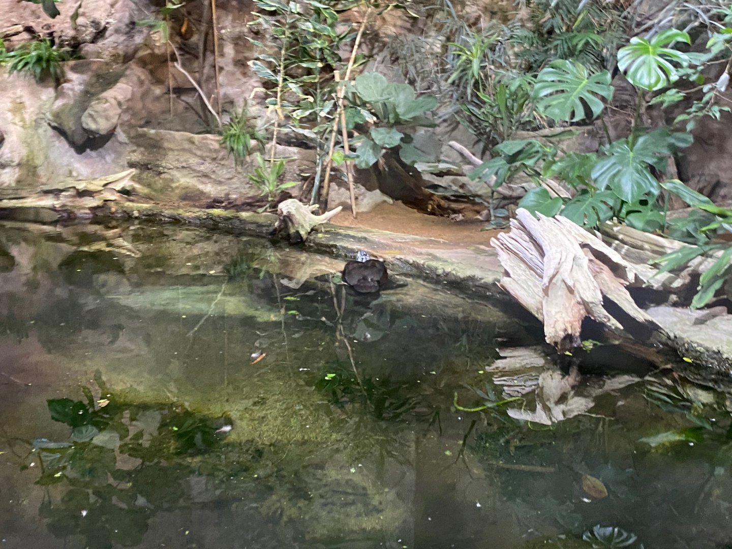 Tropical Realm - White-winged duck aviary 241123
