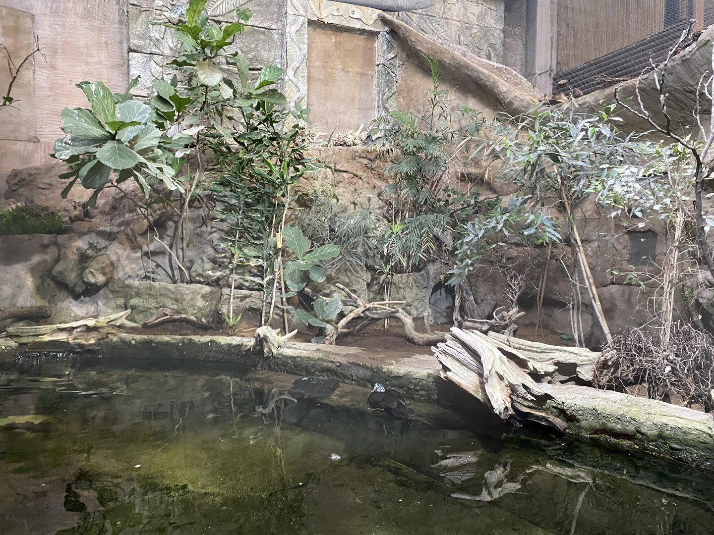 Tropical Realm - White-winged duck exhibit 221022