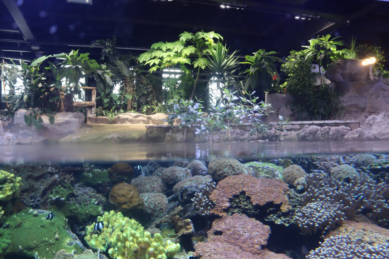 Tropical Reef - 24 June 2024