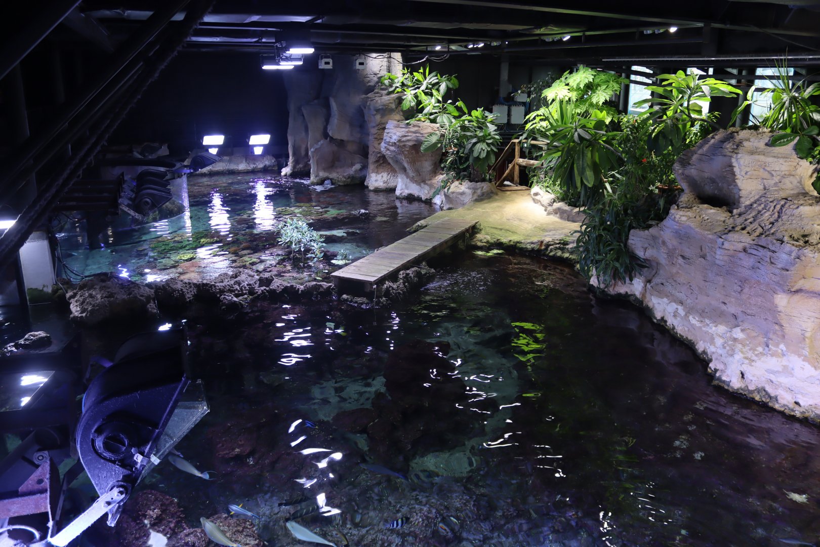 Tropical Reef - 24 June 2024