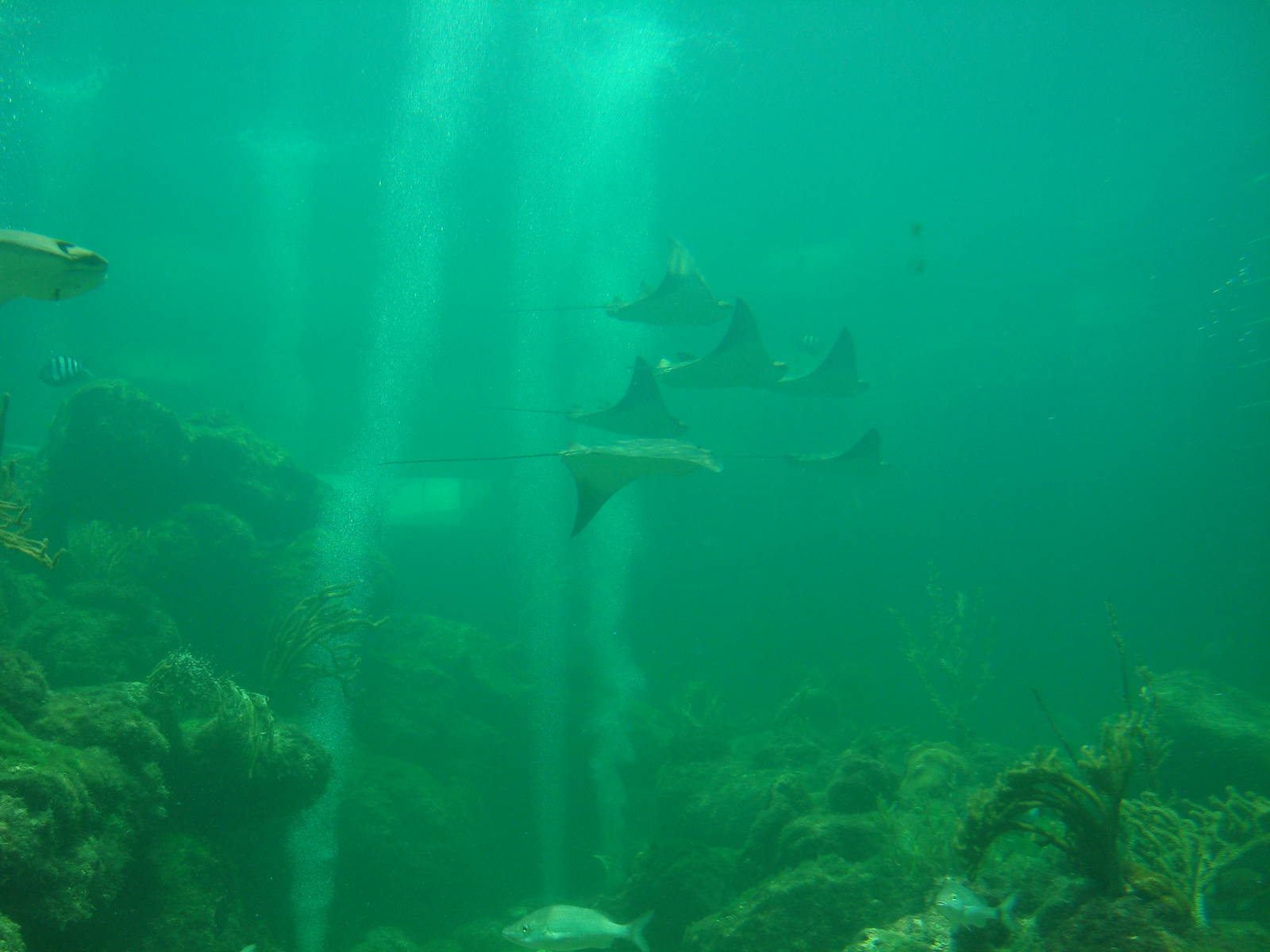 Tropical Reef Aquarium