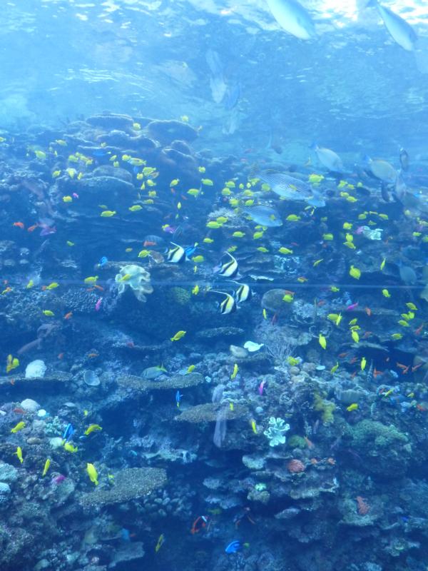 Tropical reef aquarium