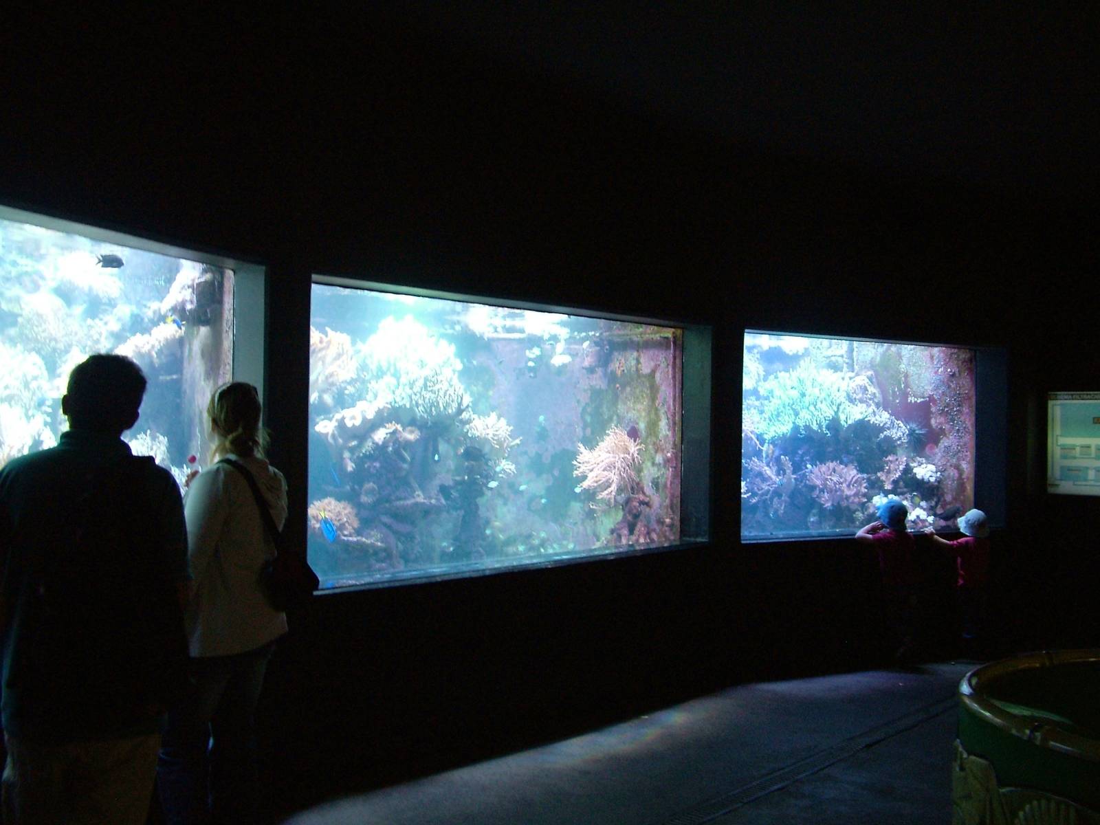 Tropical Reef Display at Dvur Kralove, 27/08/12