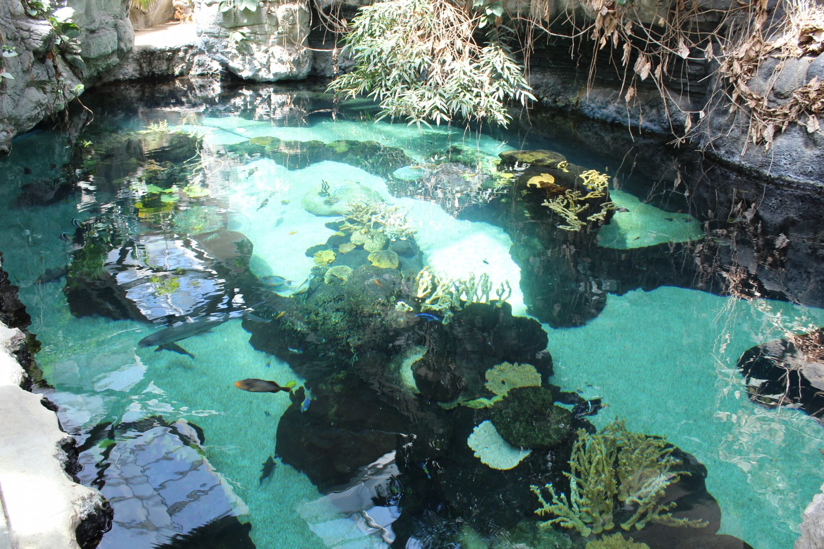 Tropical Reef Exhibit - Tropics Trail