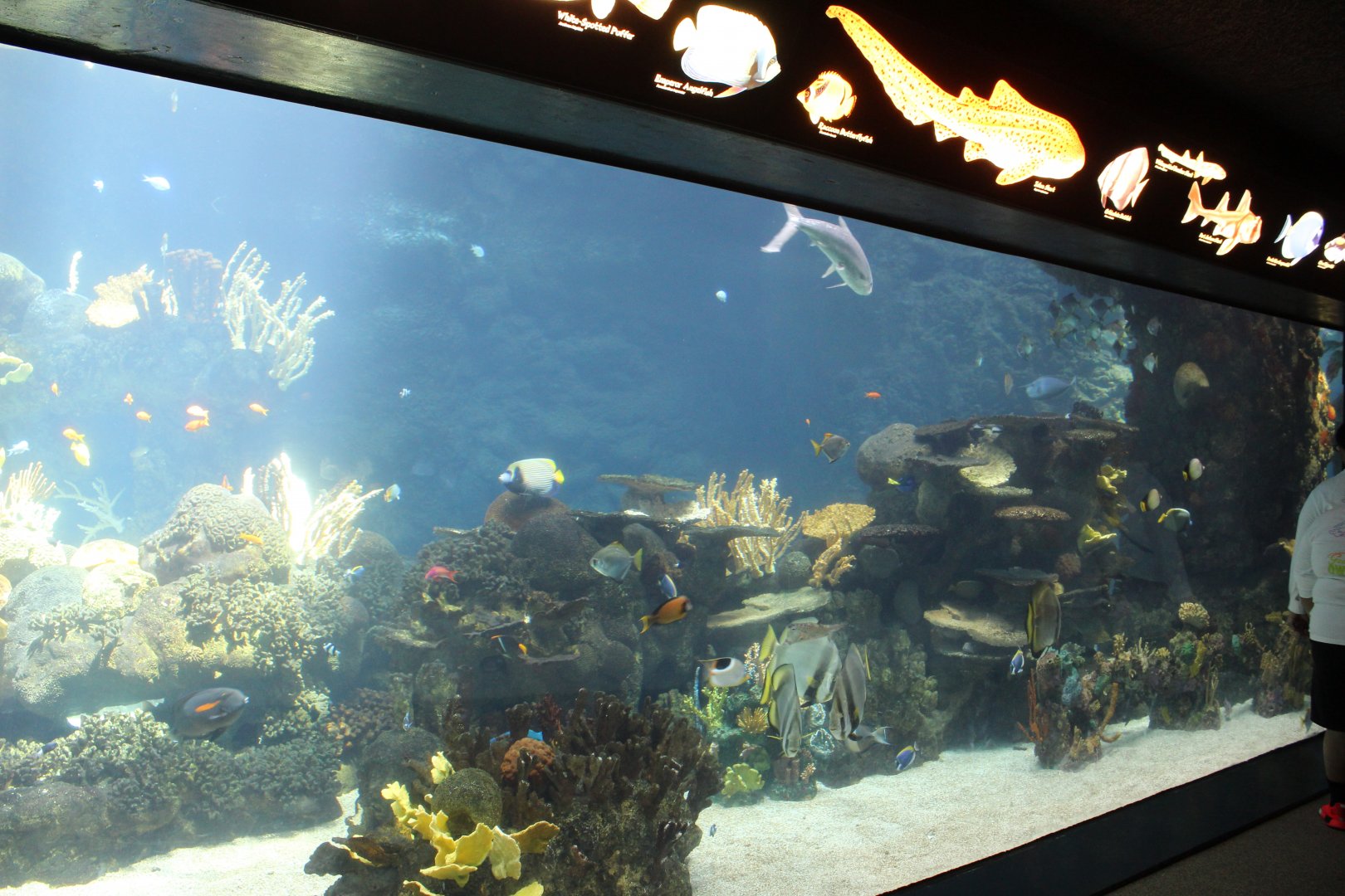 Tropical Reef Exhibit - Tropics Trail