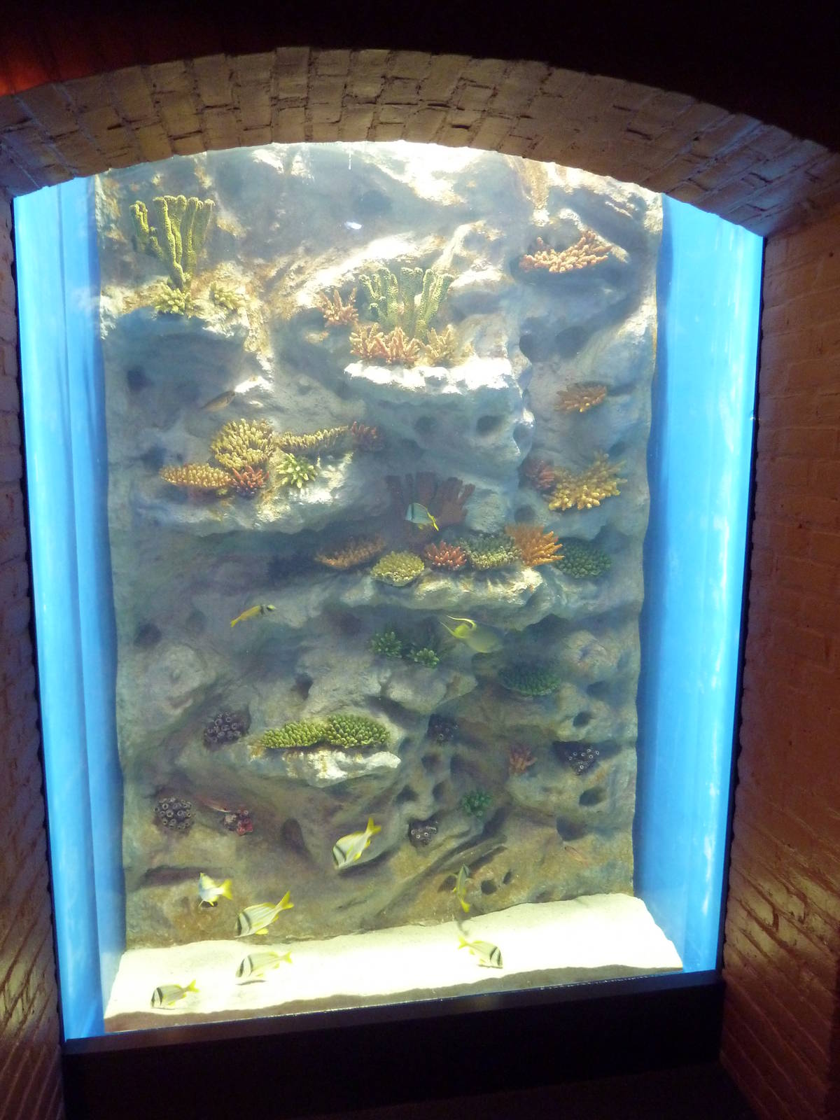 Tropical Reef Gallery