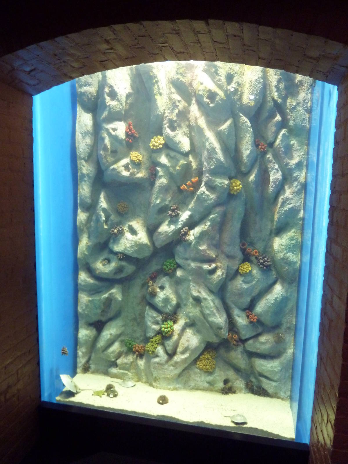 Tropical Reef Gallery