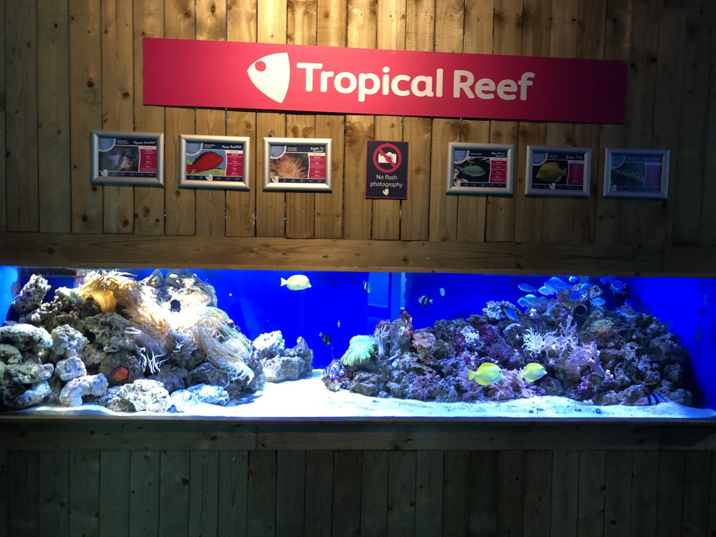 Tropical Reef Tank at Tynemouth Aquarium (2019)