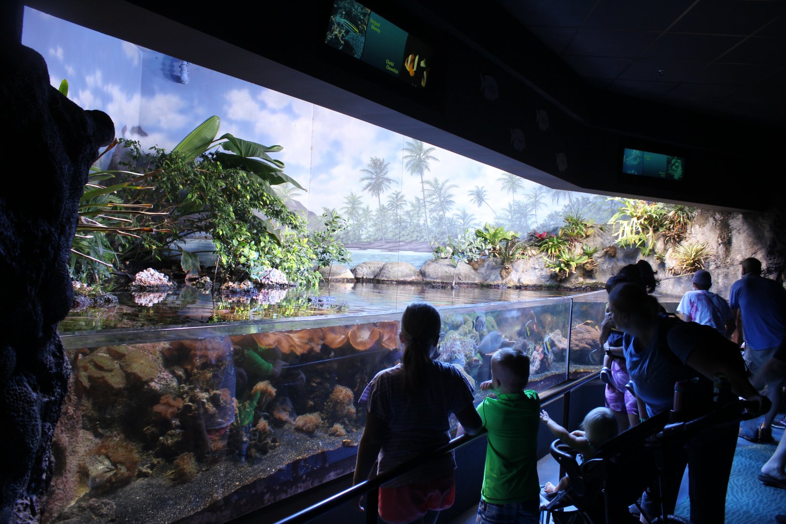 Tropical Reef Tank - Scott Aquarium