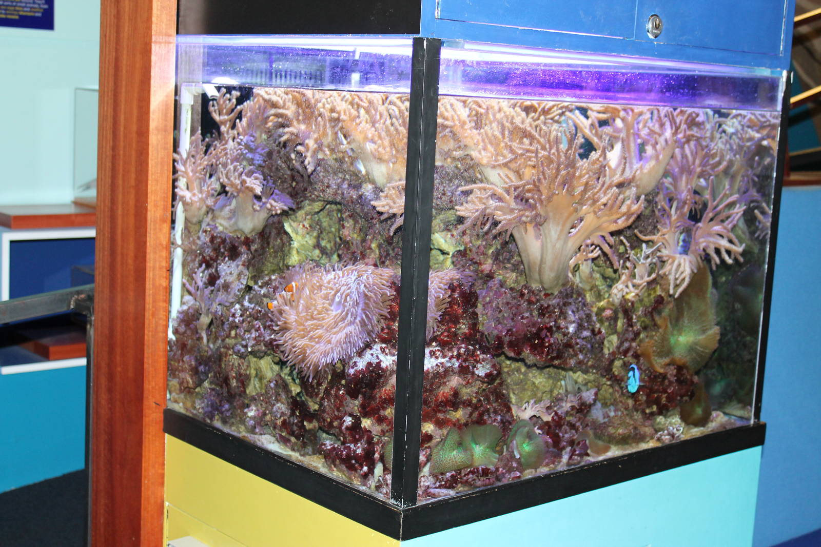 tropical reef tank
