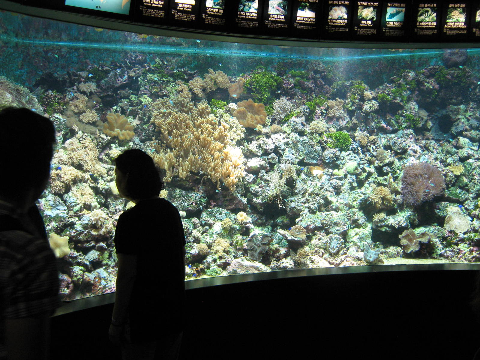 tropical reef tank