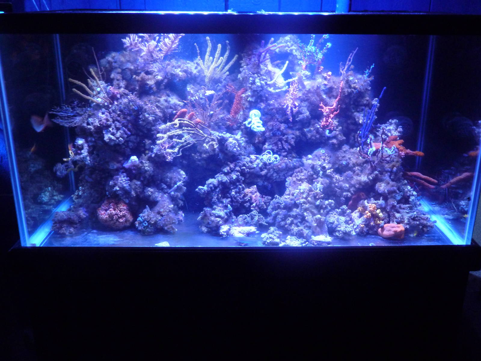 Tropical Reef Tank