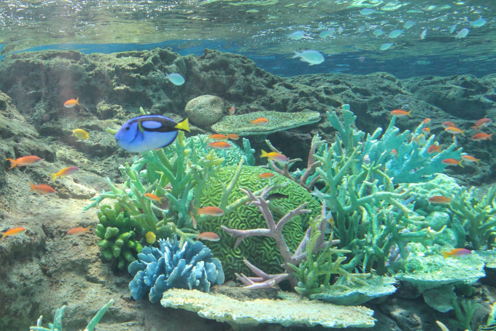 Tropical reef tank