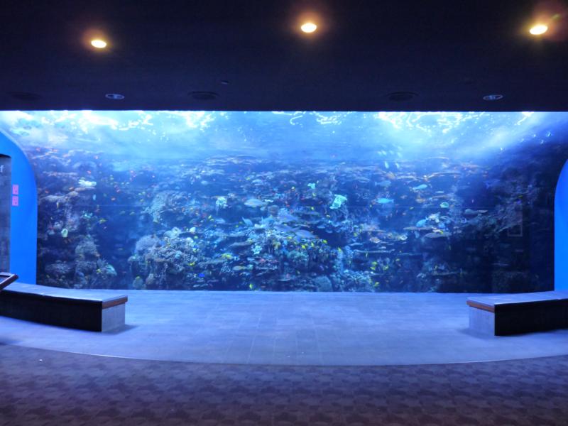 Tropical reef Tank