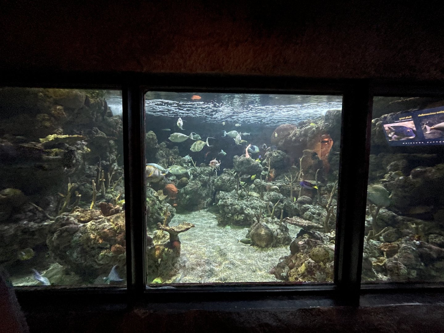 Tropical Reef Tank
