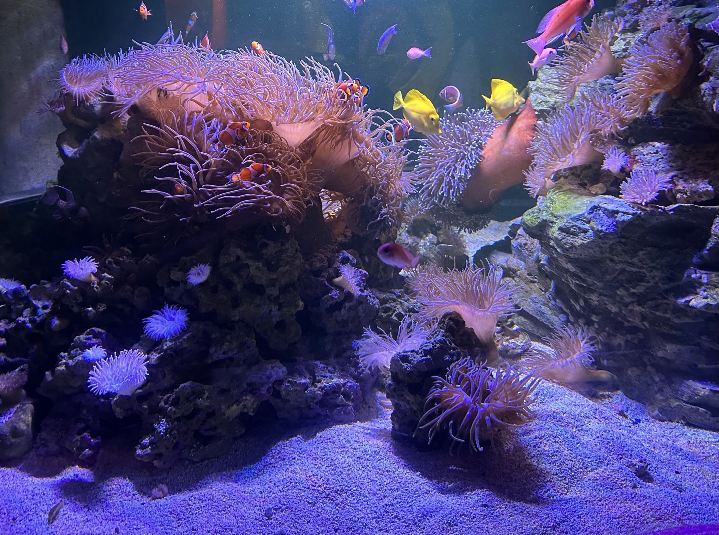 Tropical Reef Tank