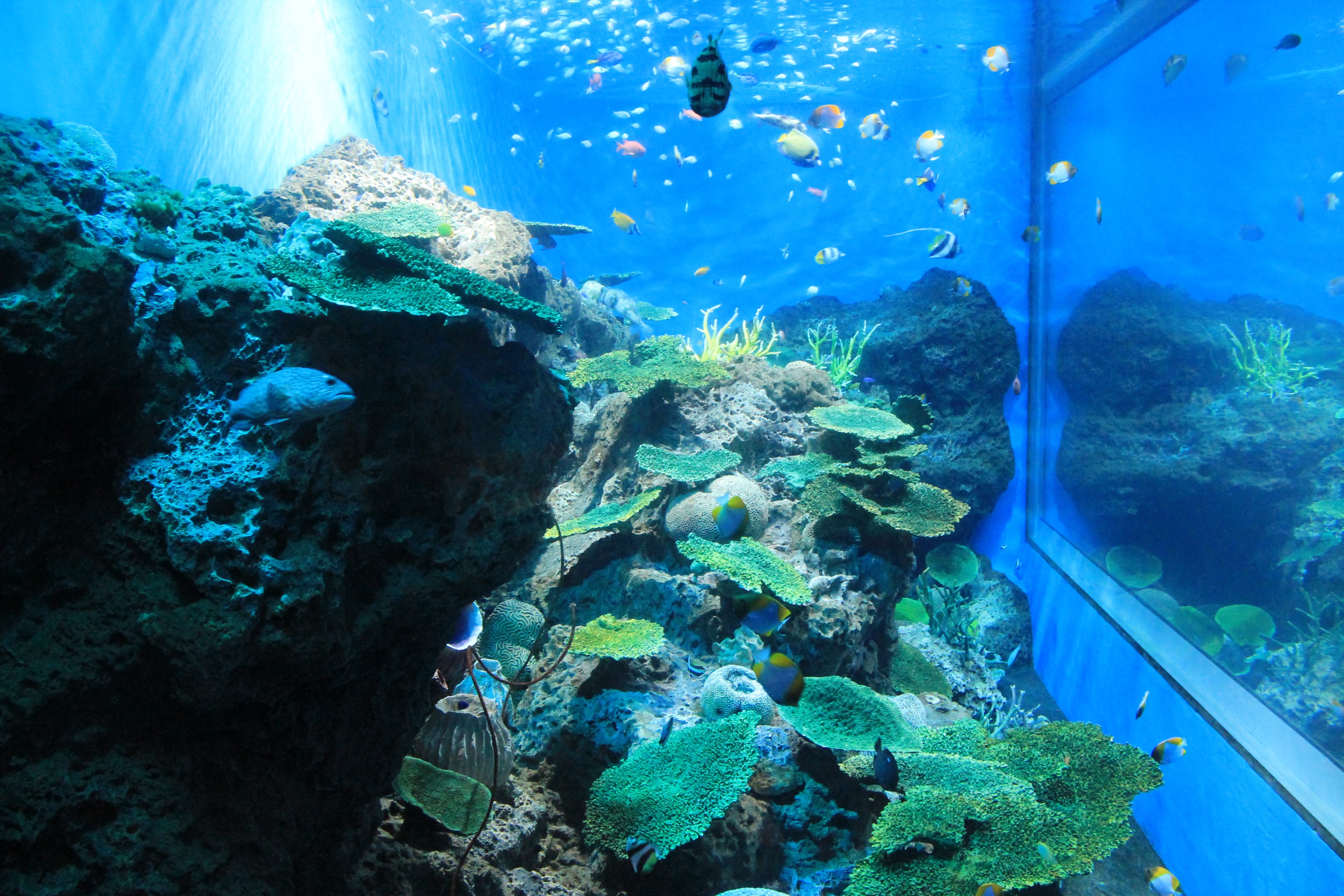 Tropical reef tank