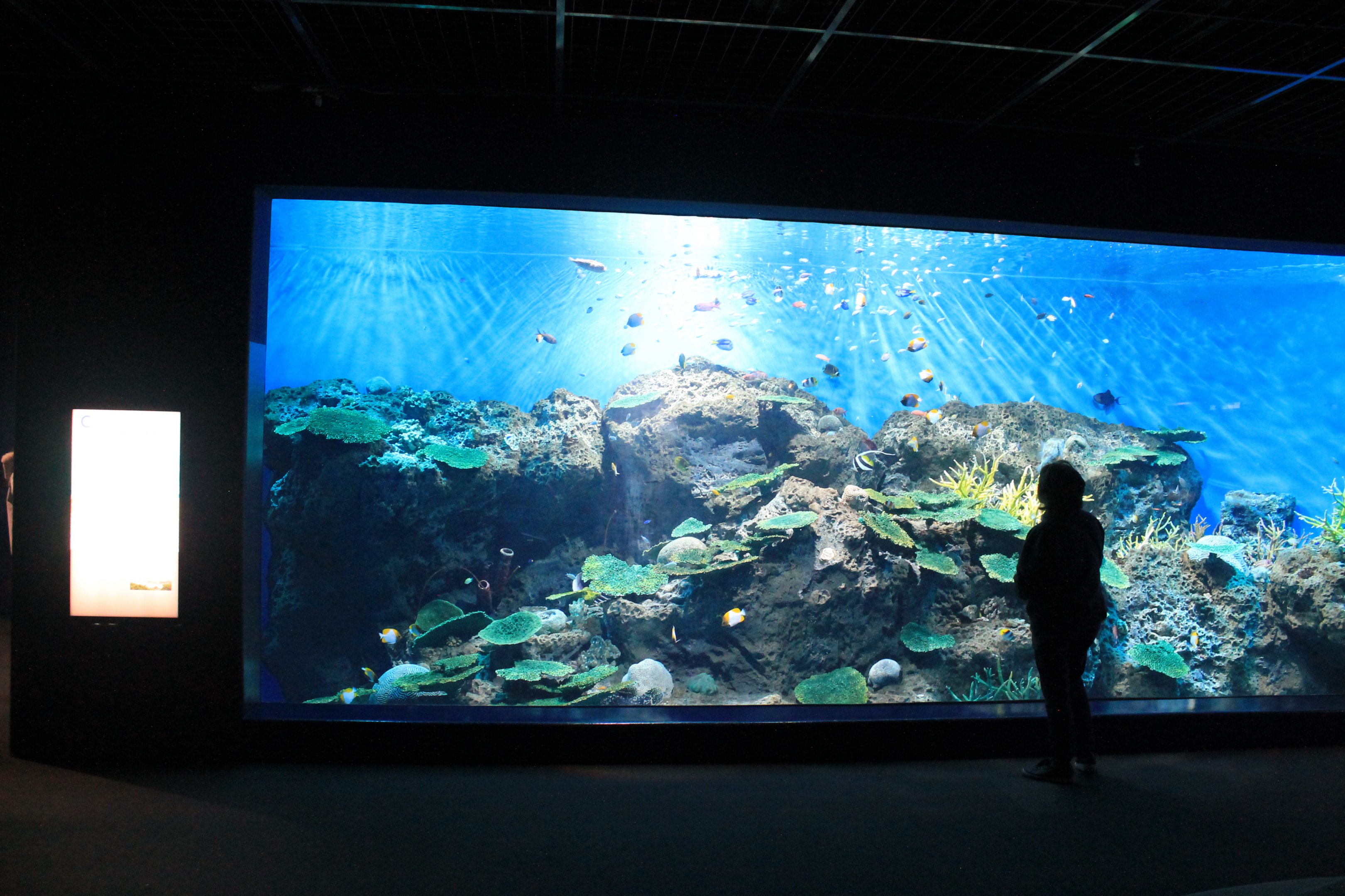 Tropical reef tank