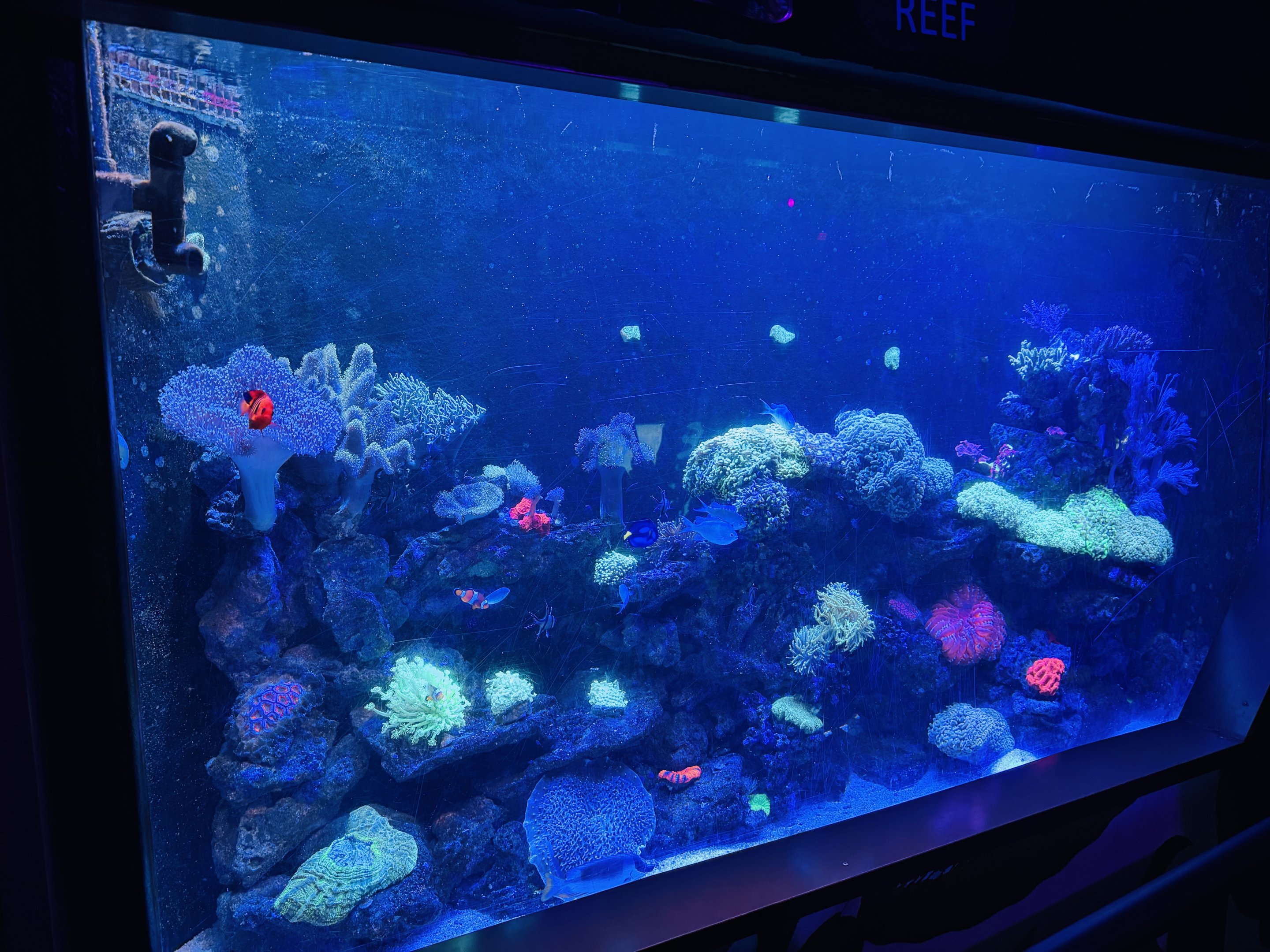 Tropical reef tank