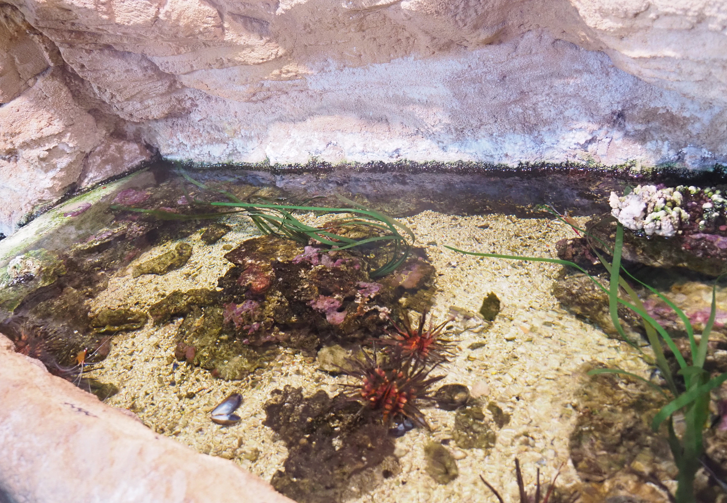 Tropical rock pool tank, 2022-09-14