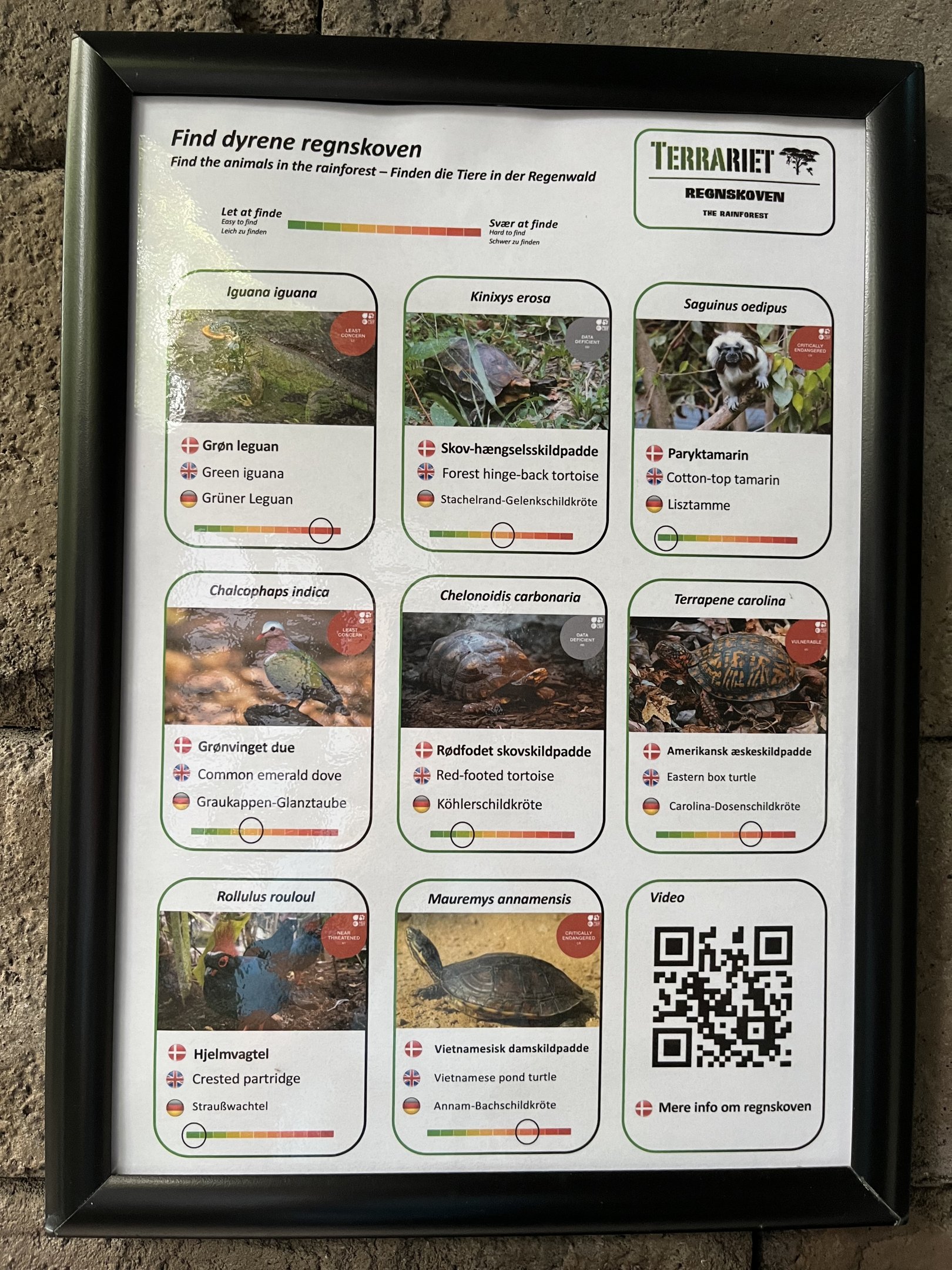 Tropical Room - free ranging species