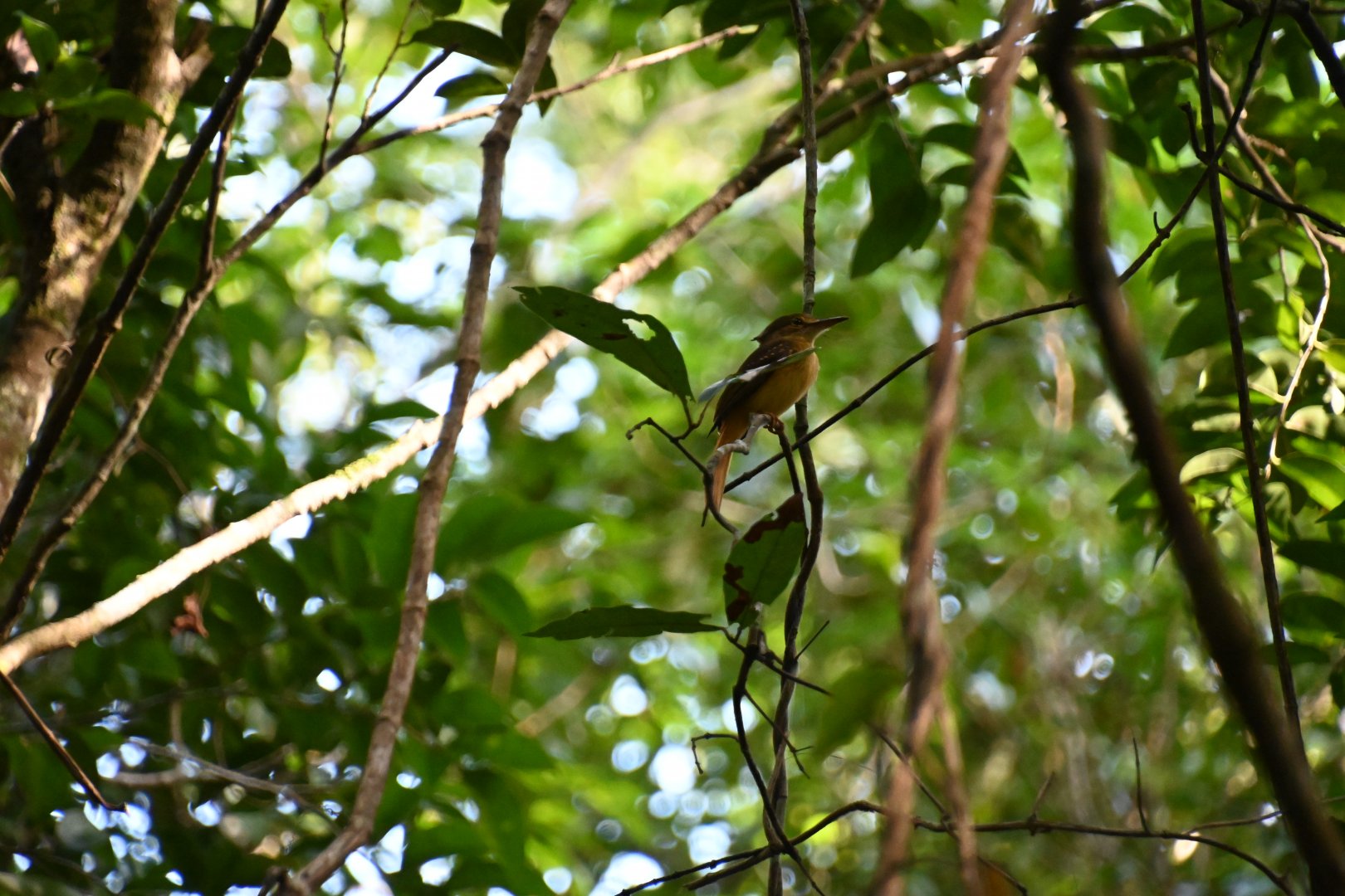 Tropical royal flycatcher (Onychorhynchus coronatus)