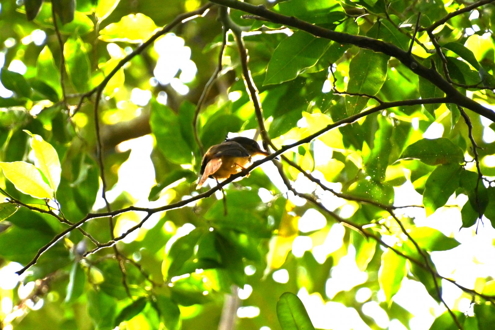 Tropical royal flycatcher (Onychorhynchus coronatus)