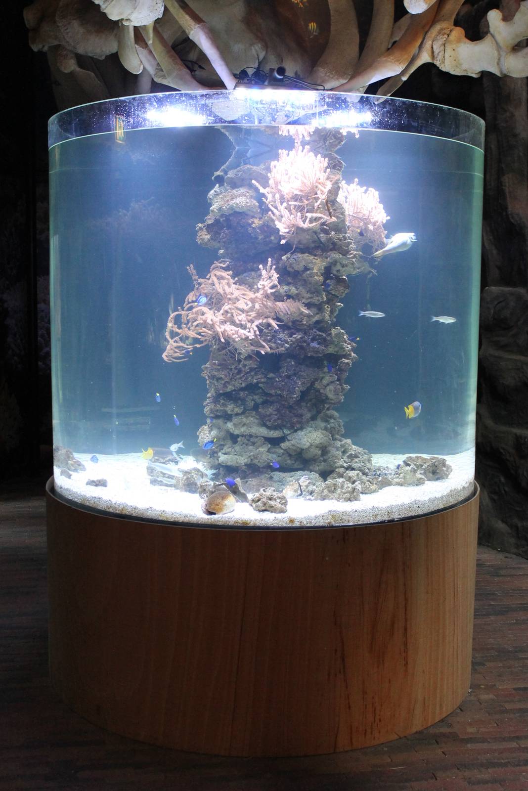 Tropical salt-water aquarium