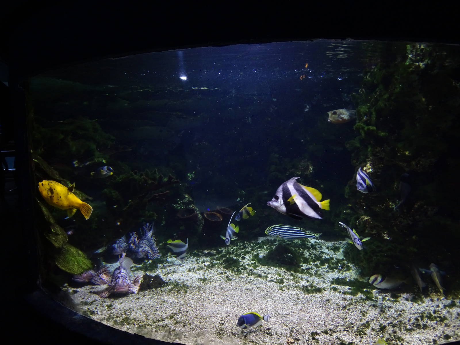 Tropical saltwater tank