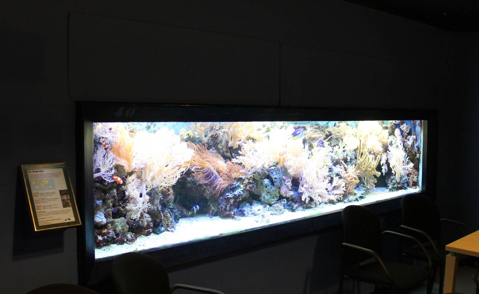 Tropical saltwater tank