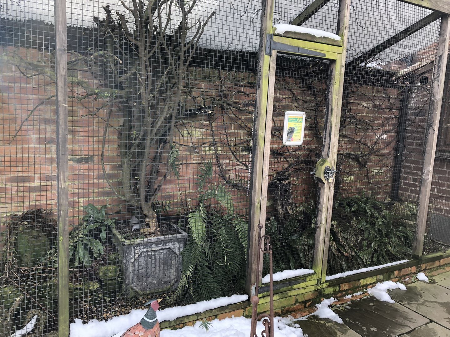 Tropical Screech Owl Aviary at Tropical Butterfly House (March 2023)