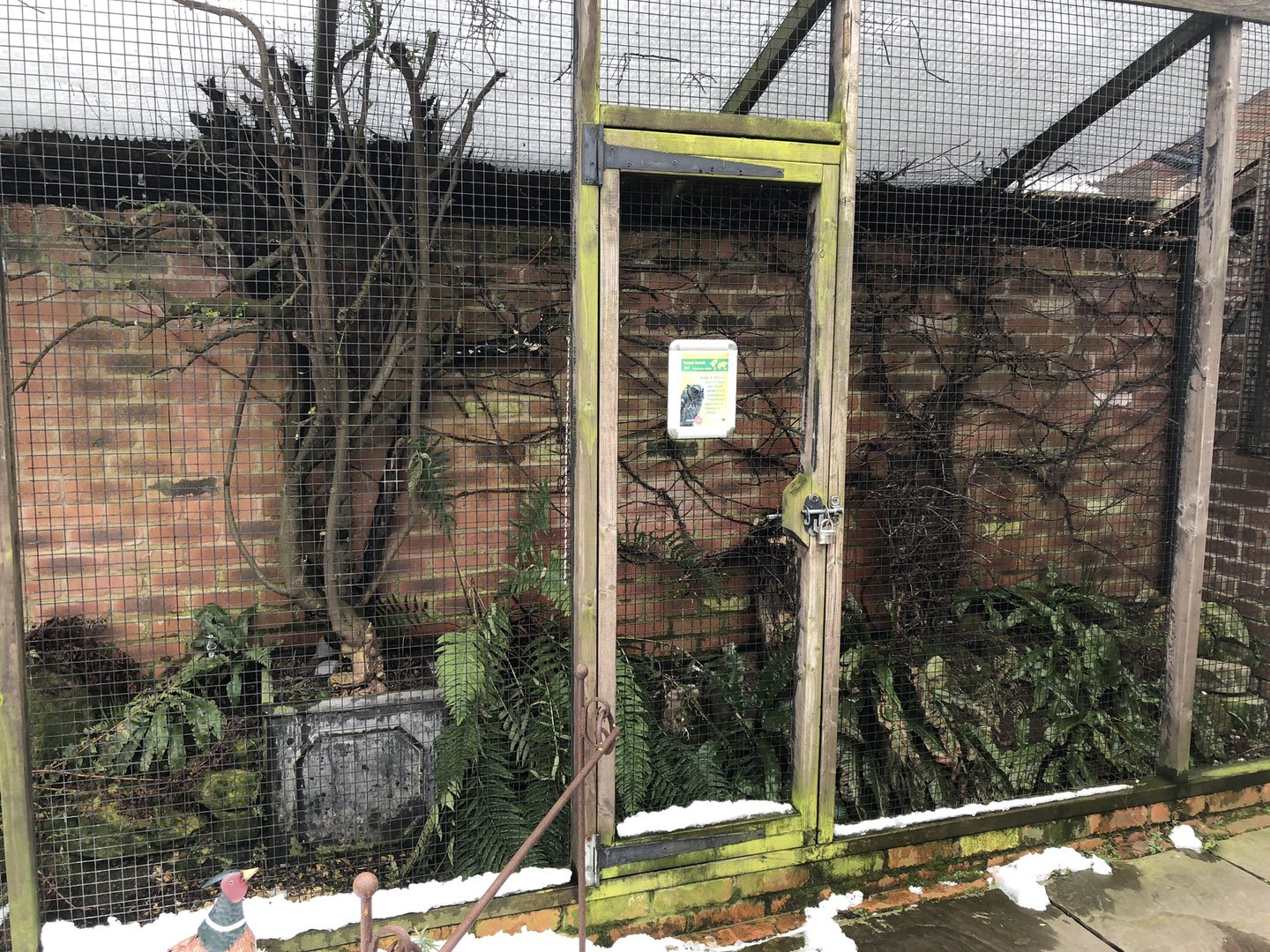 Tropical Screech Owl Aviary at Tropical Butterfly House (March 2023)