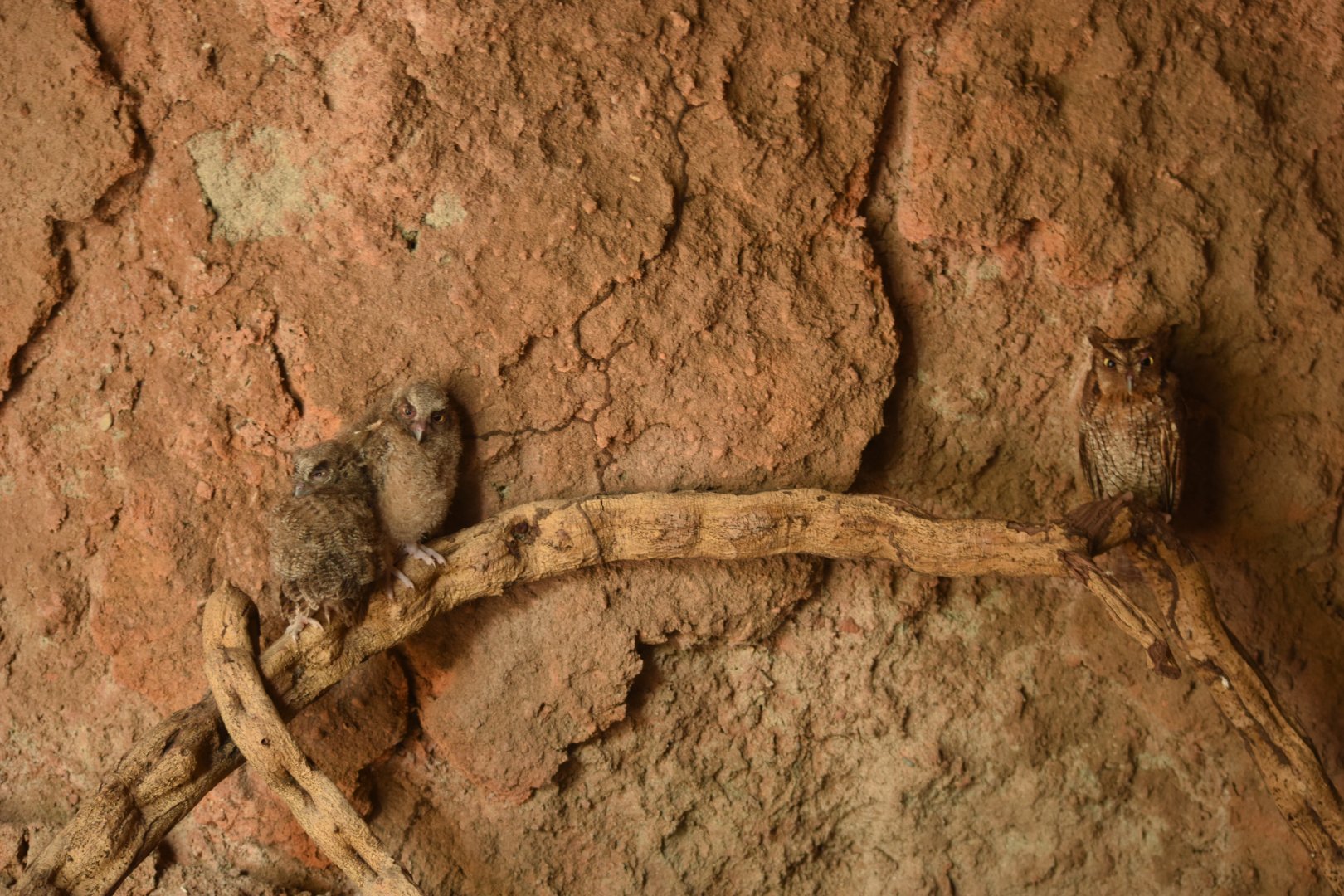Tropical screech owl (Megascops choliba) adult and chicks