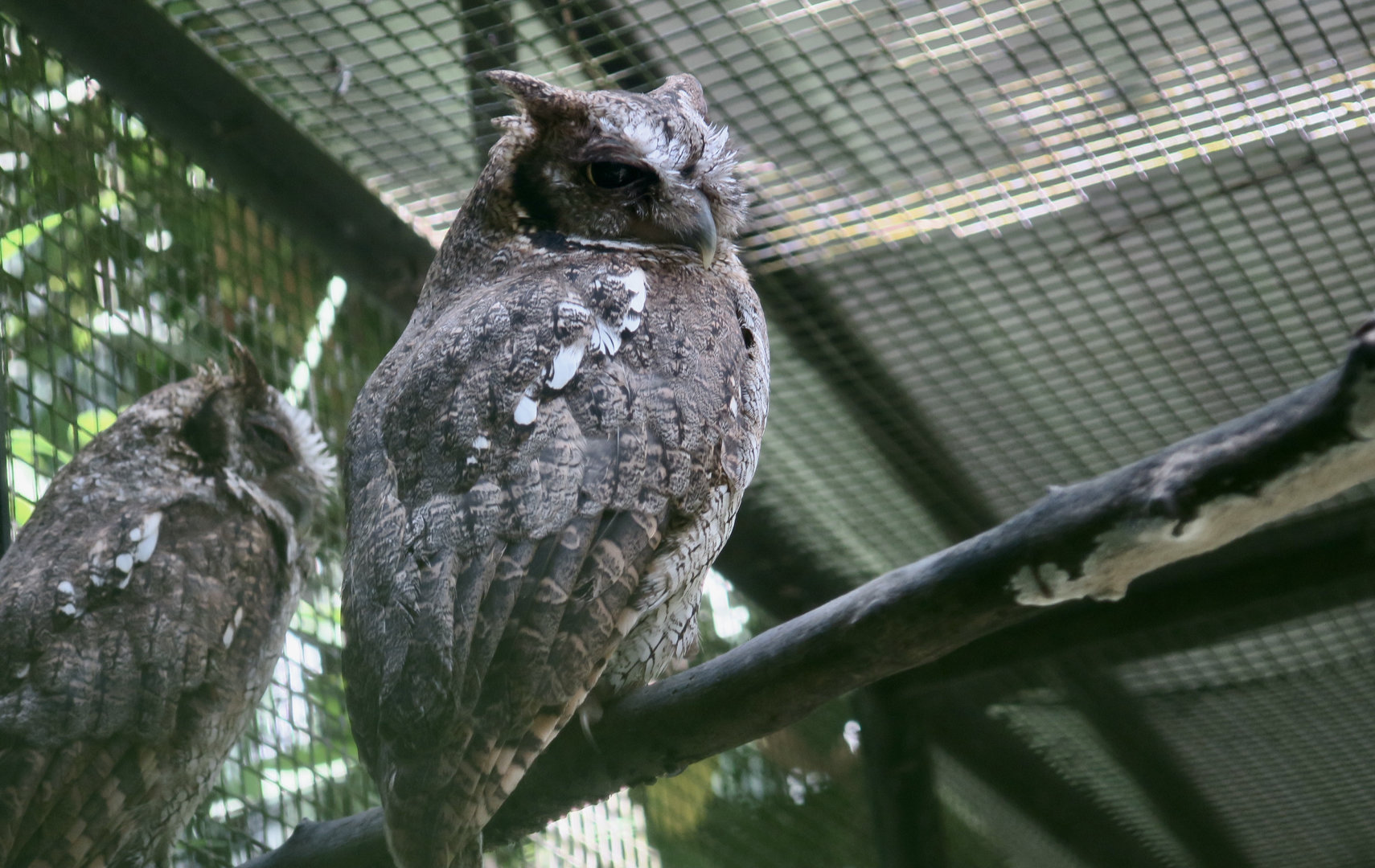 Tropical Screech Owl (Megascops choliba luctisonus)