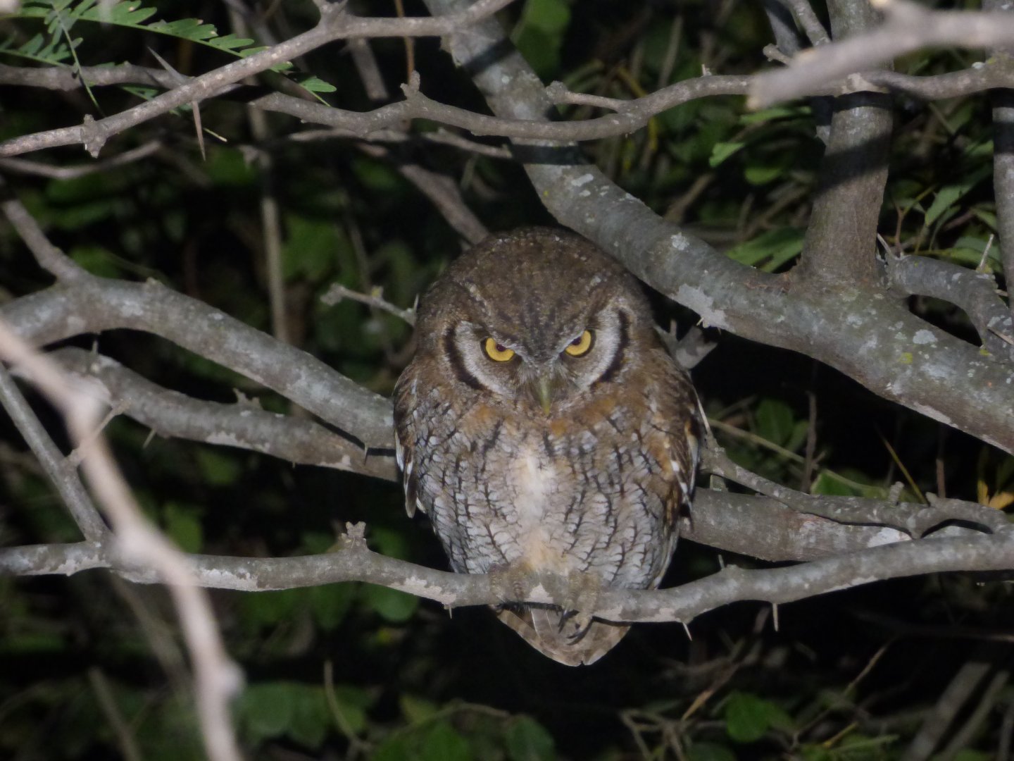 Tropical Screech Owl (Megascops choliba)