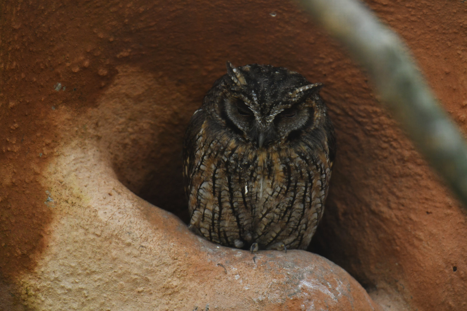 Tropical Screech-Owl Megascops choliba