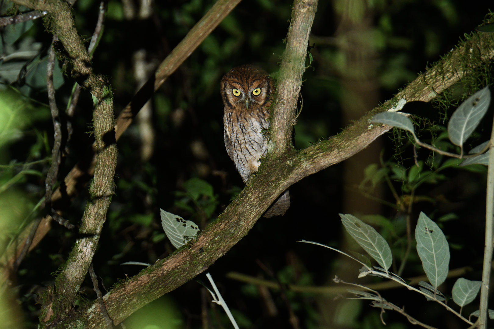 Tropical Screech-Owl Megascops choliba