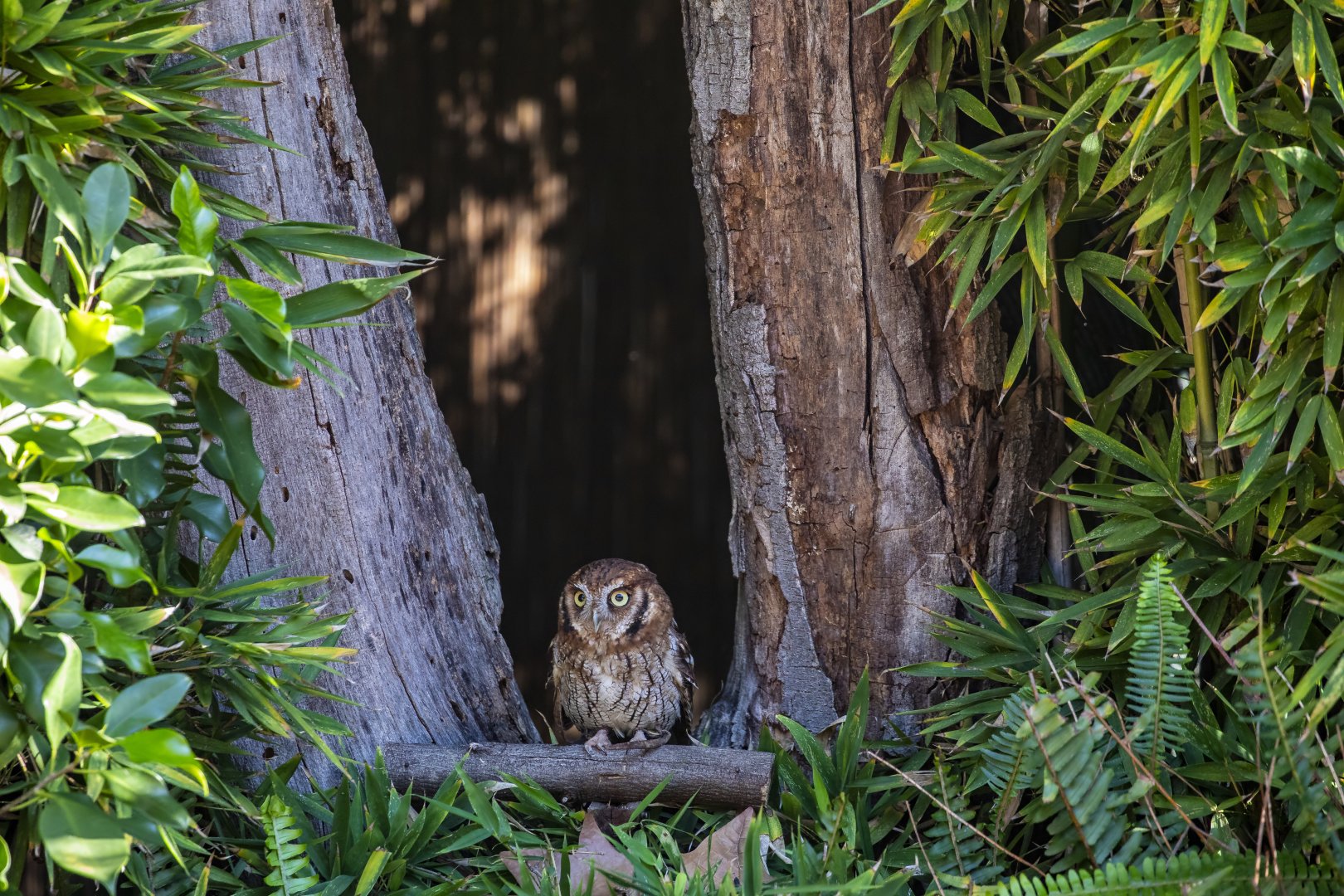 Tropical screech owl (Megascops choliba)
